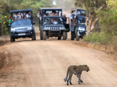 Aerial view of surfers near Hikkaduwa beach. Hikkaduwa, Sri Lanka.