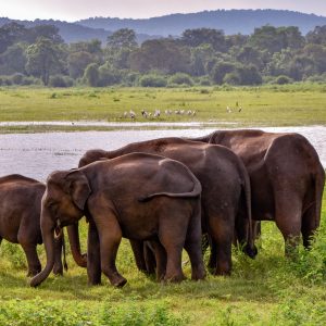 Aerial view of surfers near Hikkaduwa beach. Hikkaduwa, Sri Lanka.