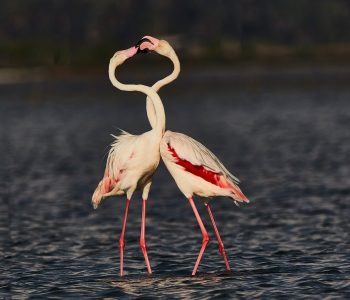 A,Pair,Of,Flemingos,Loving,Each,Other,At,Mannar,,