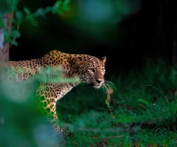 Copy of shutterstock_2301123729